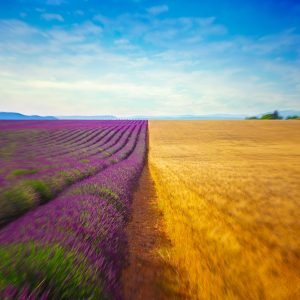 Lavande Valensole Lavender Provence Mariage wedding